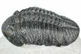 Huge Phacopid (Drotops) Trilobite - Issoumour, Morocco #363233-1
